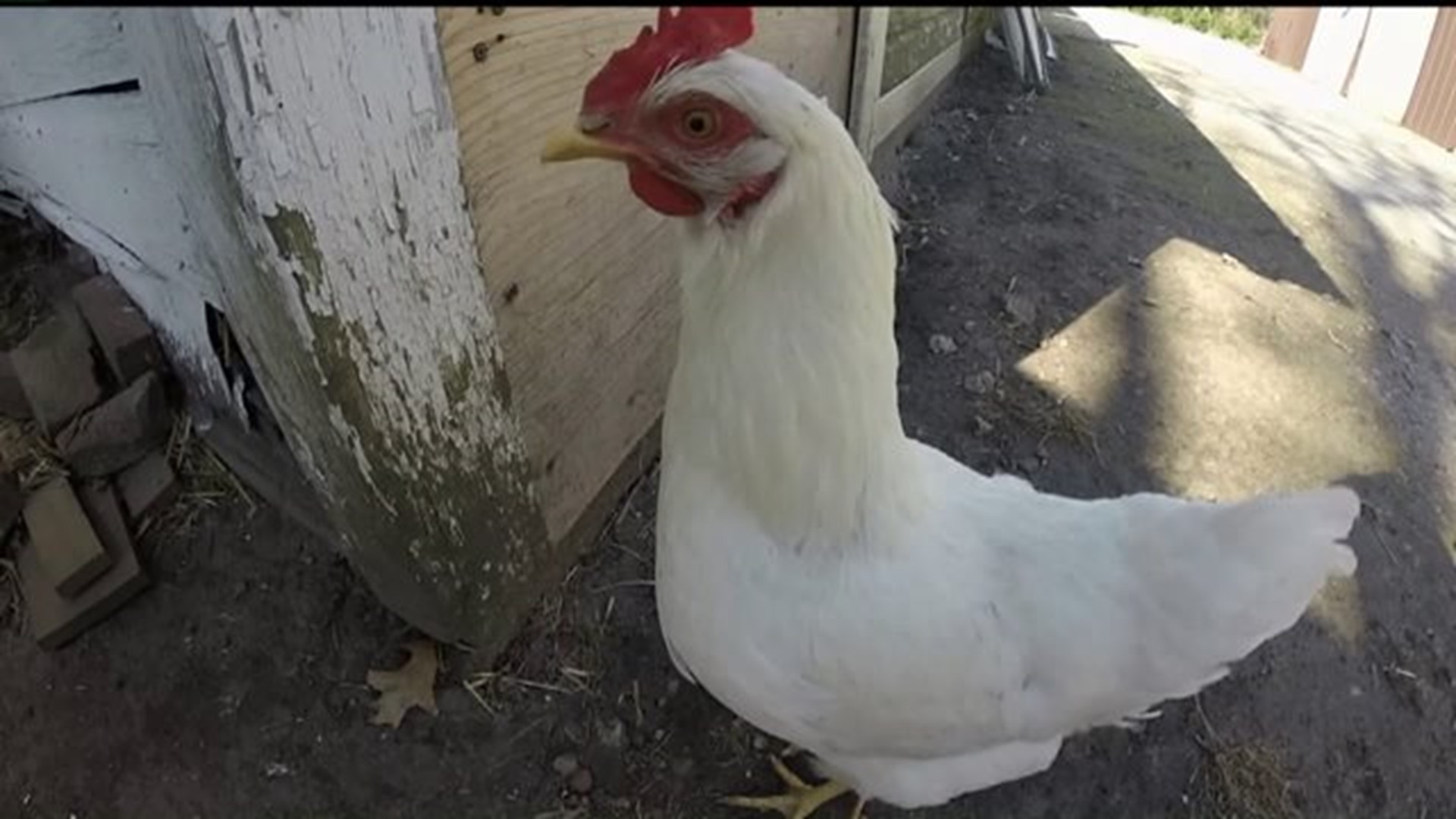Backyard chickens get the go-ahead in Moline