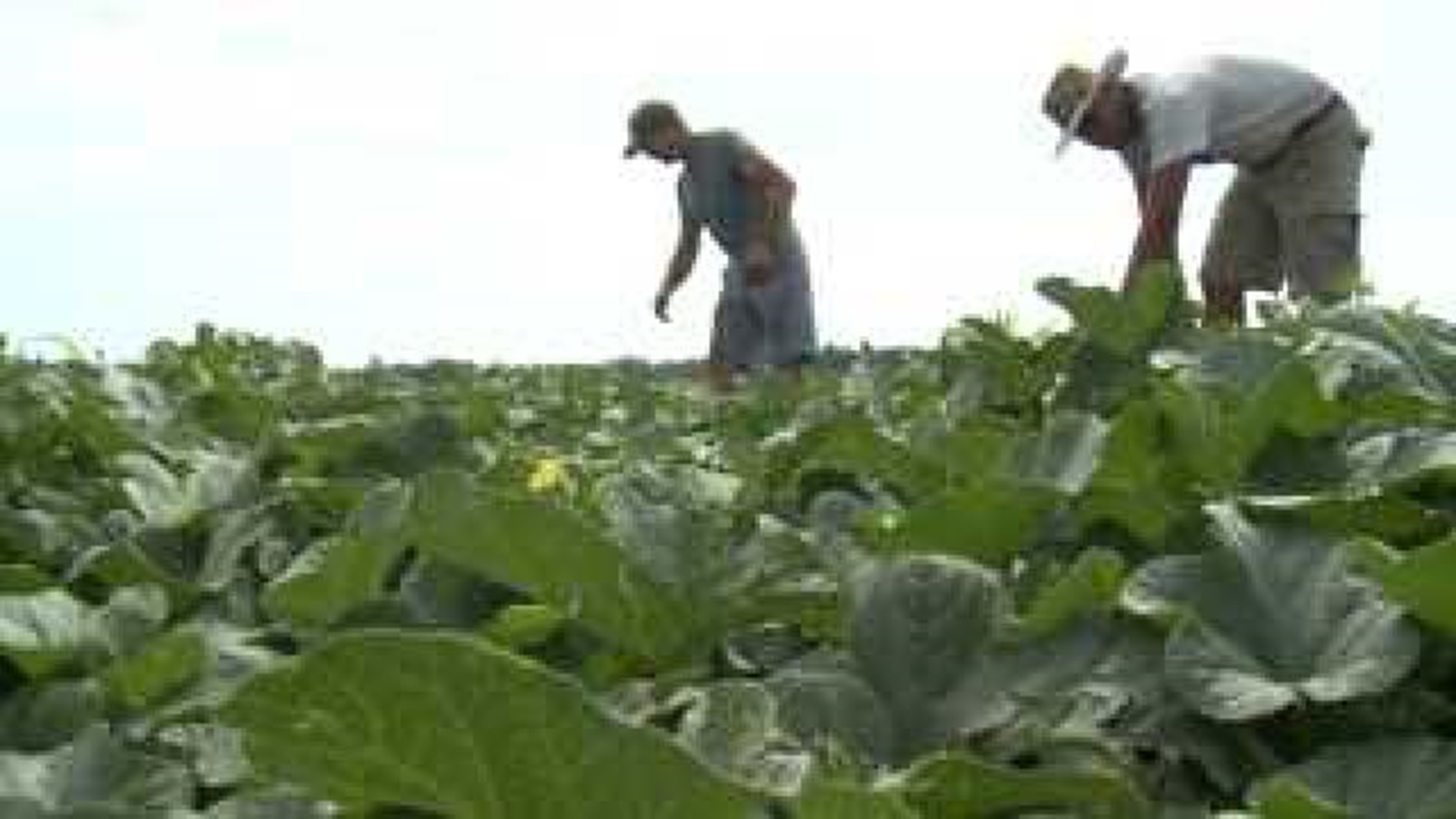 Henry County farmers reflect on drought and produce prices