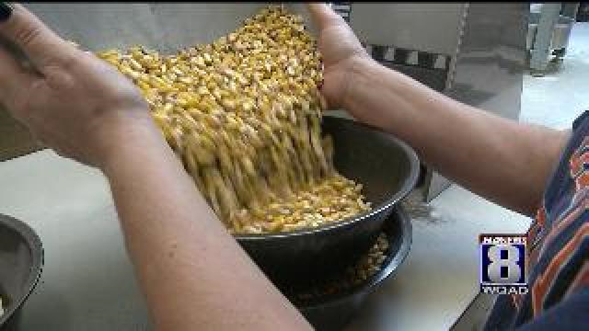Aflatoxin strikes corn crop