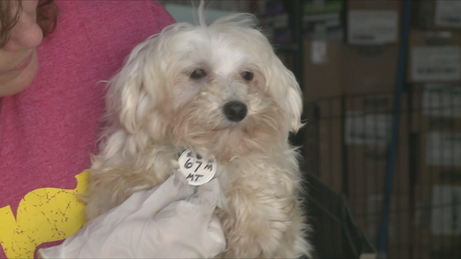 The Illinois State Senate has passed a bill that some supporters believe could shut down so-called puppy mills.