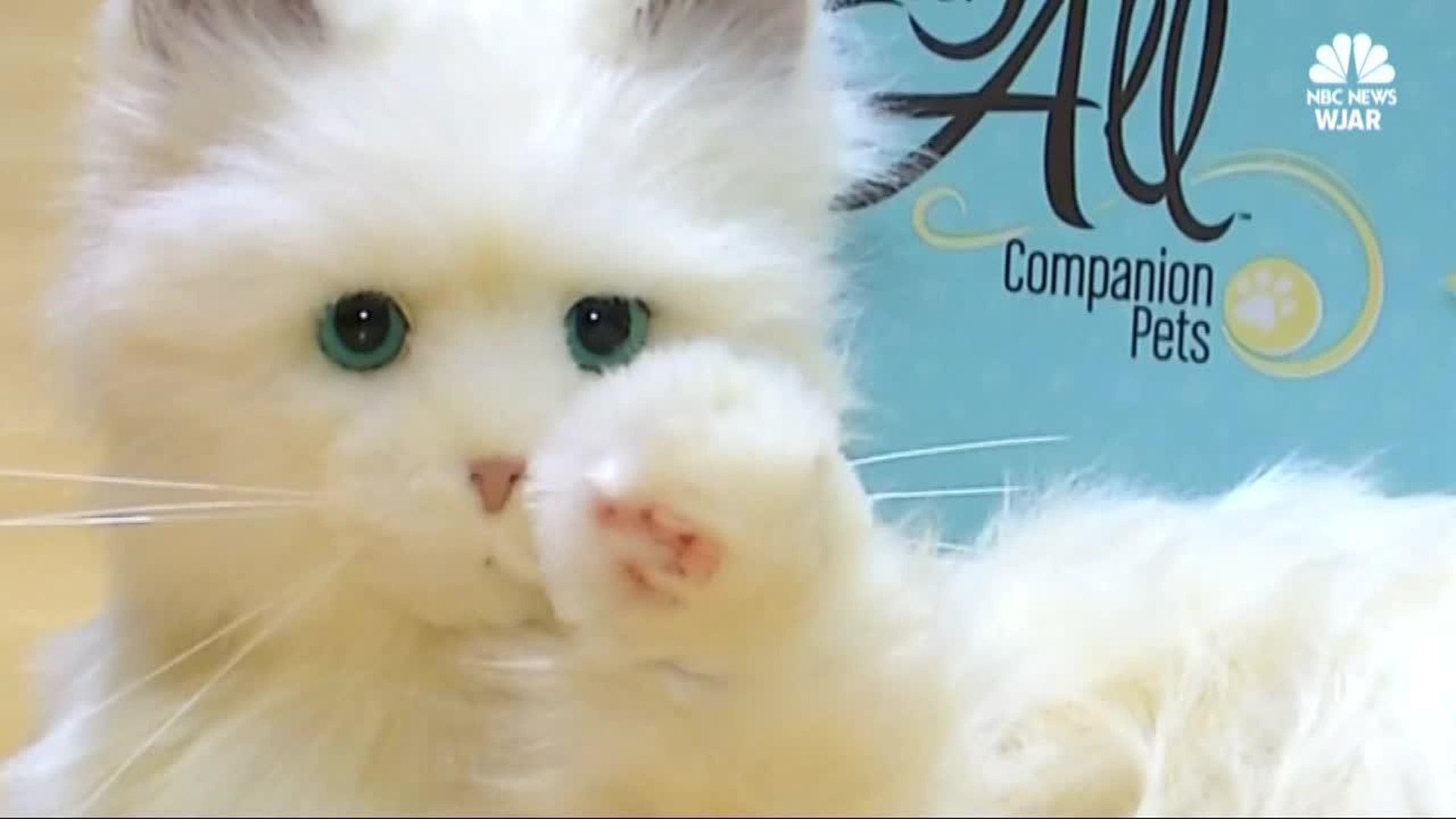 hasbro cat for seniors