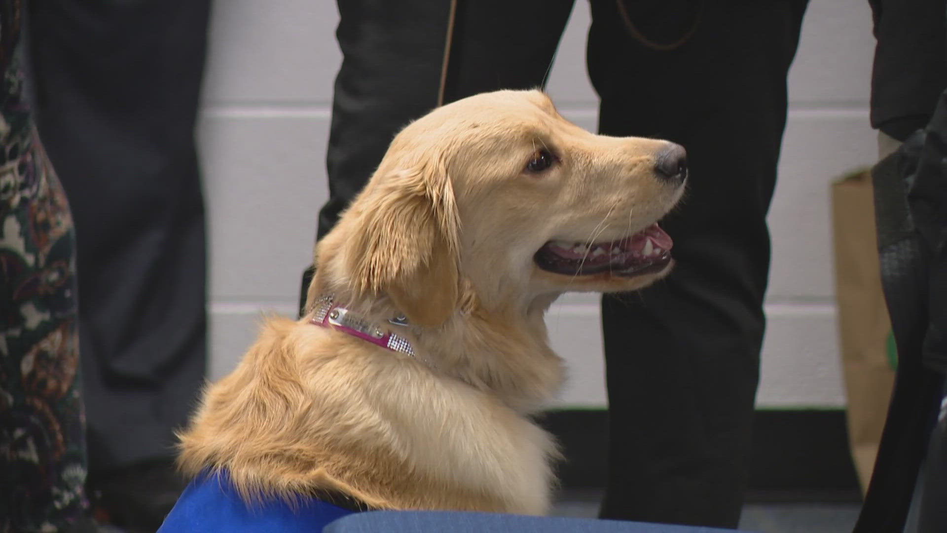 Grace Luna underwent months of extensive training to become the department's official therapy dog for the Victim Assistance Unit, IMPD said.