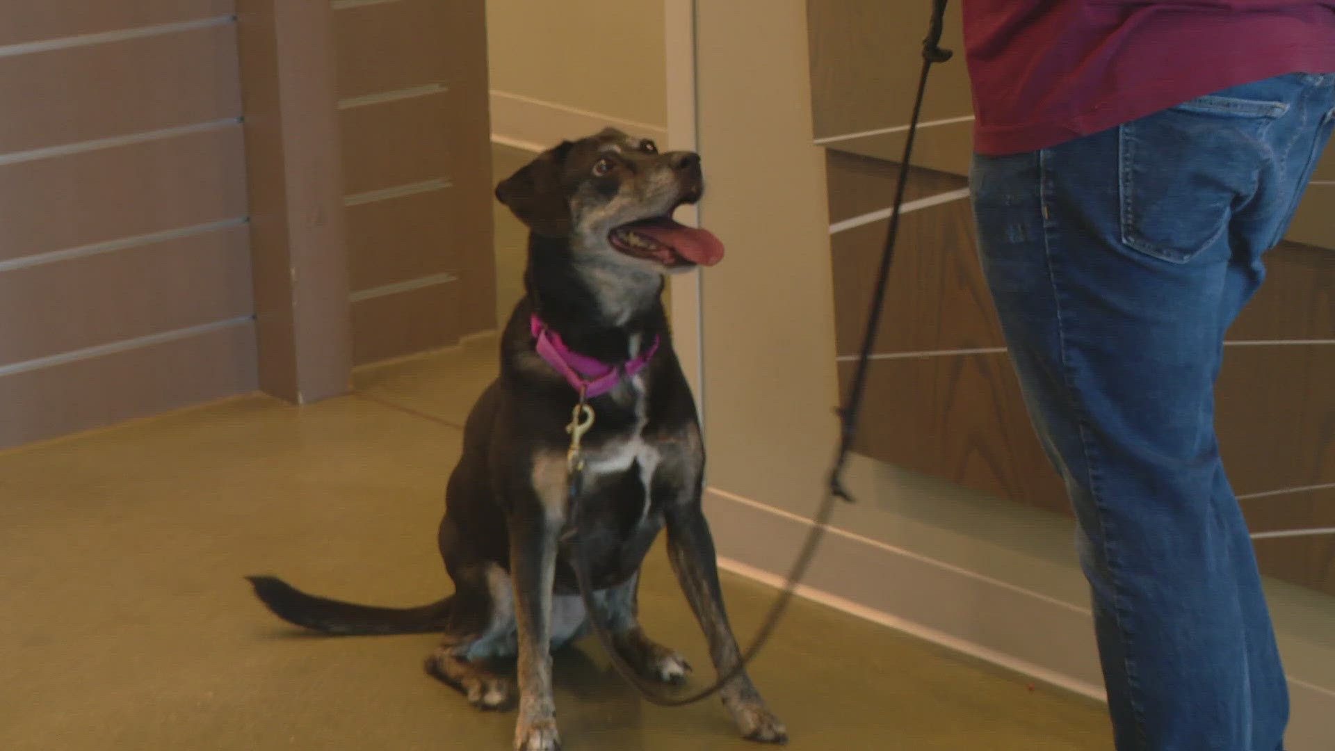 Organizers say the shelter is overcrowded and the event helps find many animals a forever home.