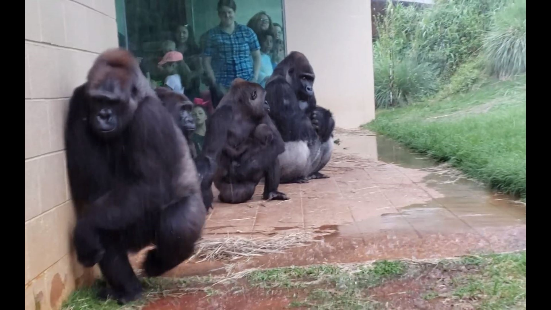 VIDEO Gorillas avoid heavy rain at South Carolina Zoo
