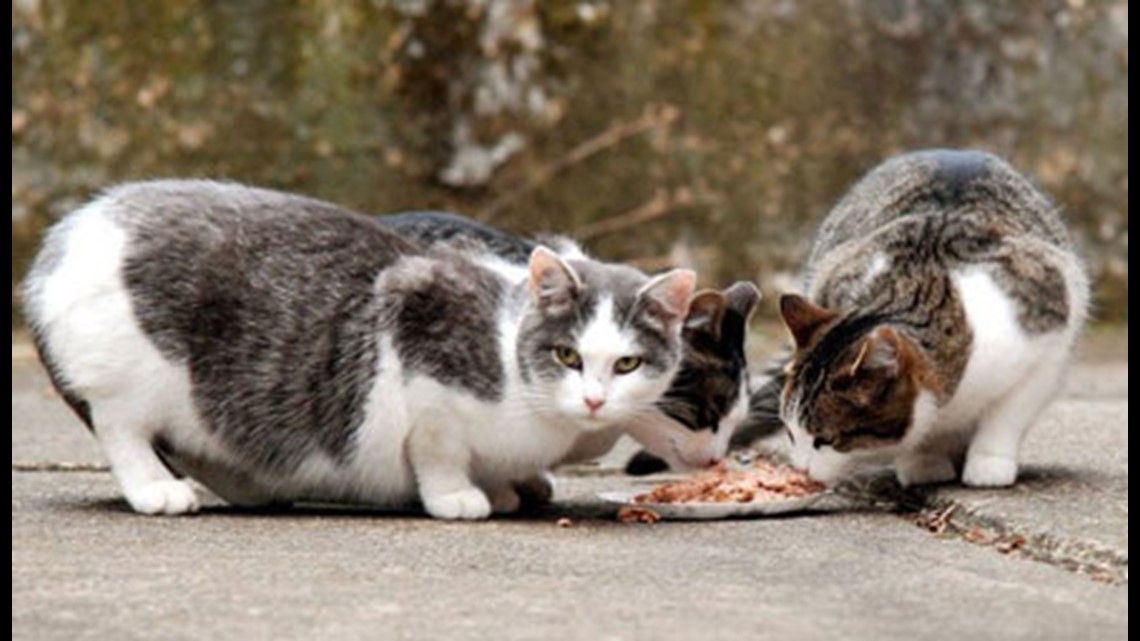 Law lets feral cats roam free if spayed, neutered