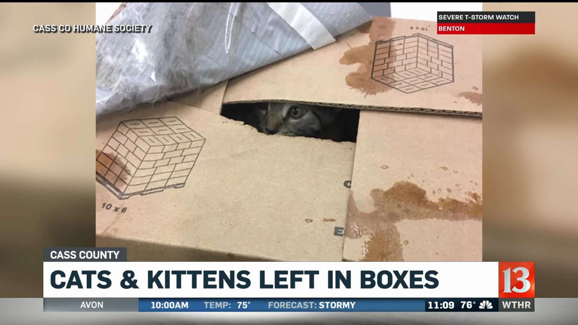 Cats and Kittens Left in Boxes