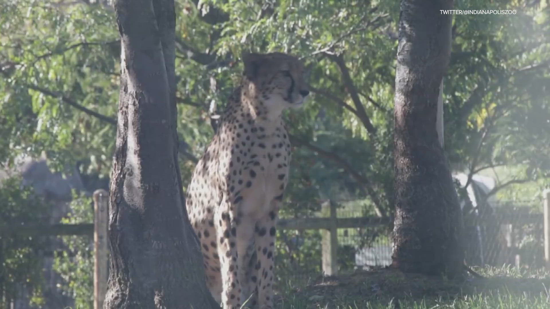 The sisters are now in the zoo's cheetah yard.