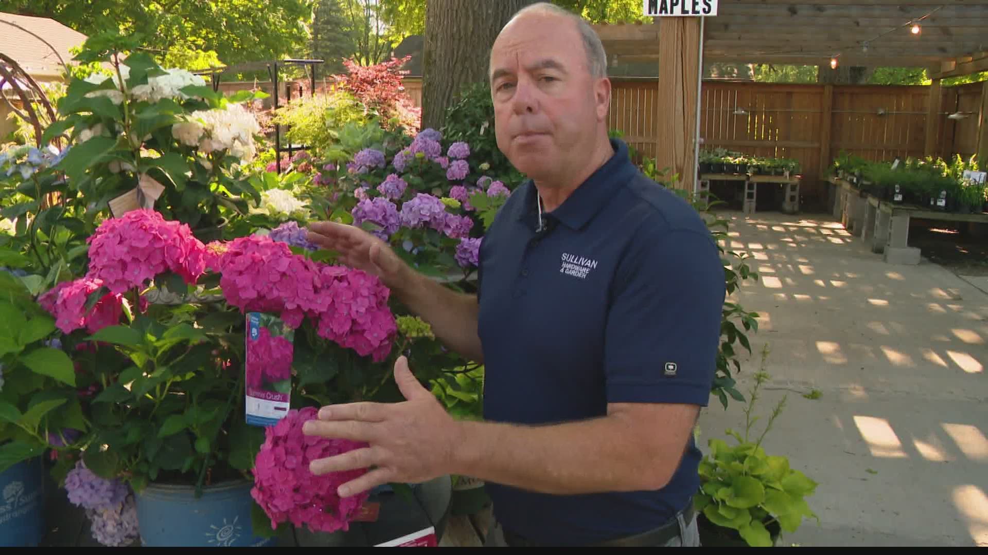 Hydrangeas come in different varieties that require different care. Pat explains the differences.