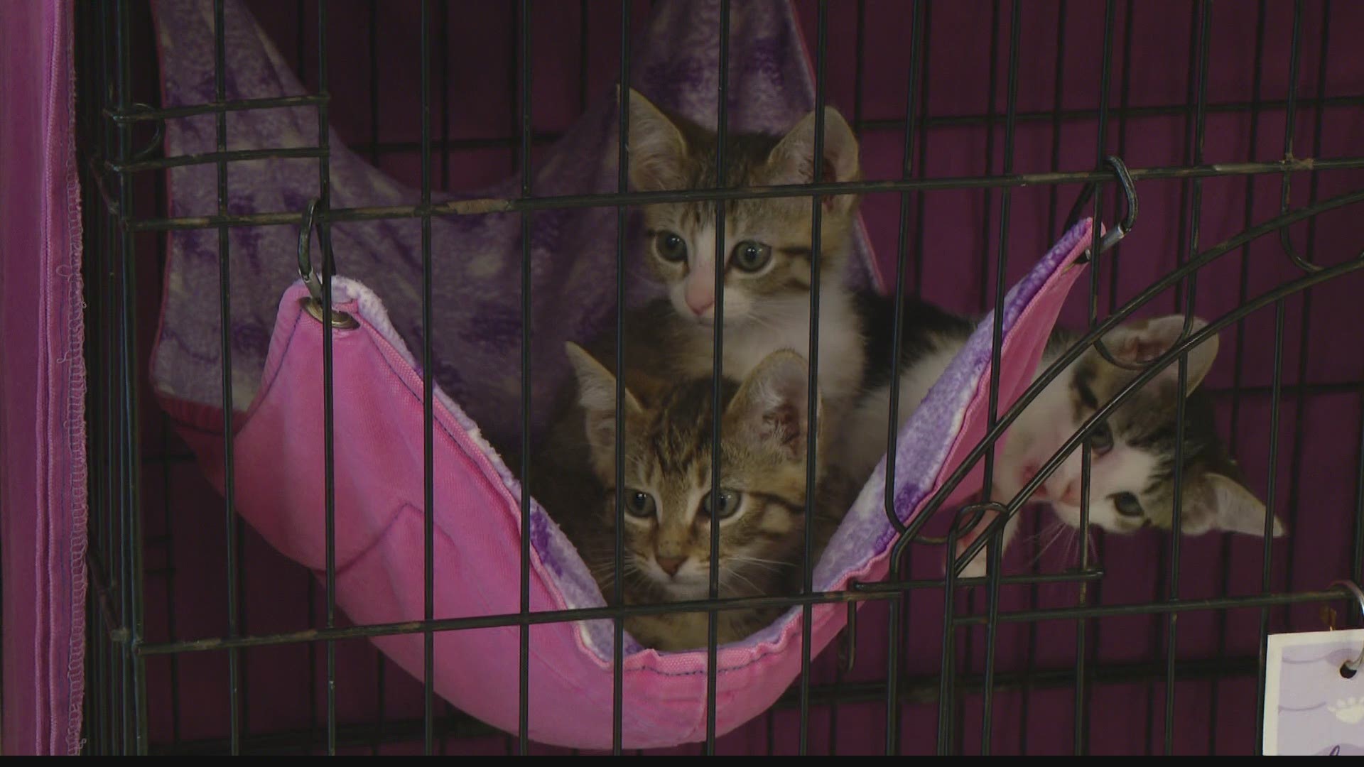 This weekend the Indy Humane Society is hoping to find good homes for some kittens.