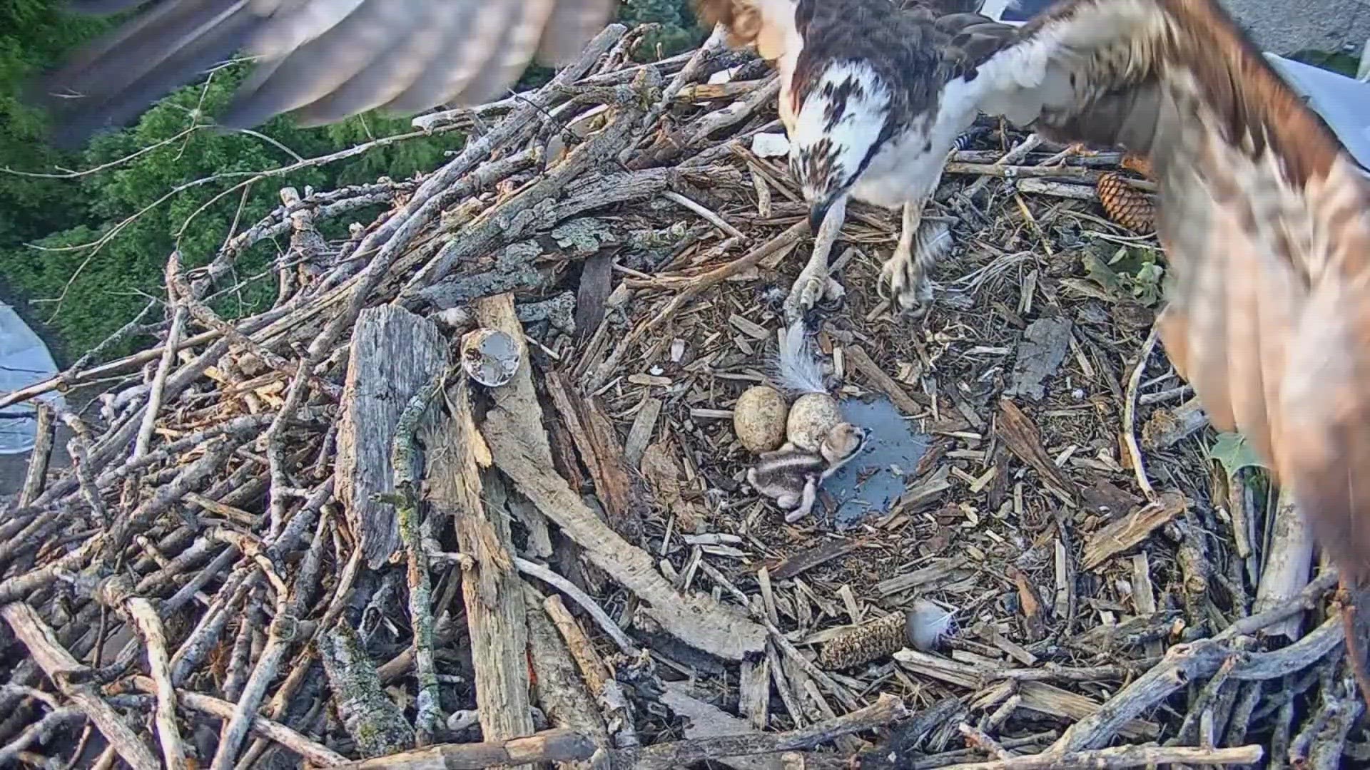 Our friends in South Bend are keeping an eye on a couple of ospreys that built a nest on the studio tower.