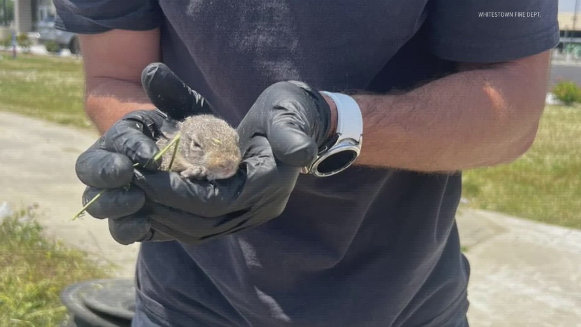 Firefighters in Whitestown rescued a baby bunny from a storm drain and shared photos on social media.