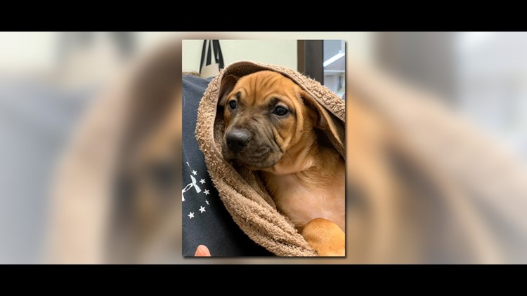 Mooresville Animal Rescue Asking For Help Finding Missing Foster Puppy Wthr Com