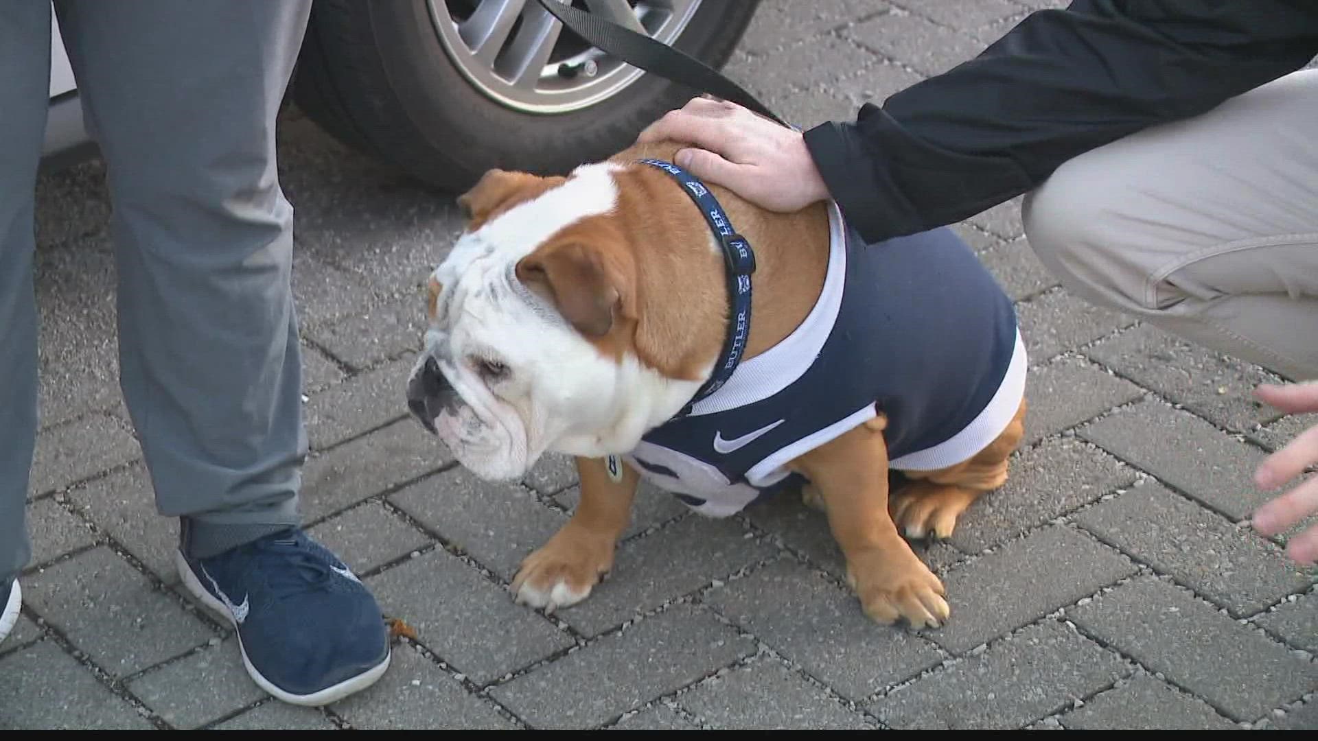 When voting for the Mascot Hall of Fame closes, Butler Blue's right 'hound' man hopes it's his pup that's leading the pack.