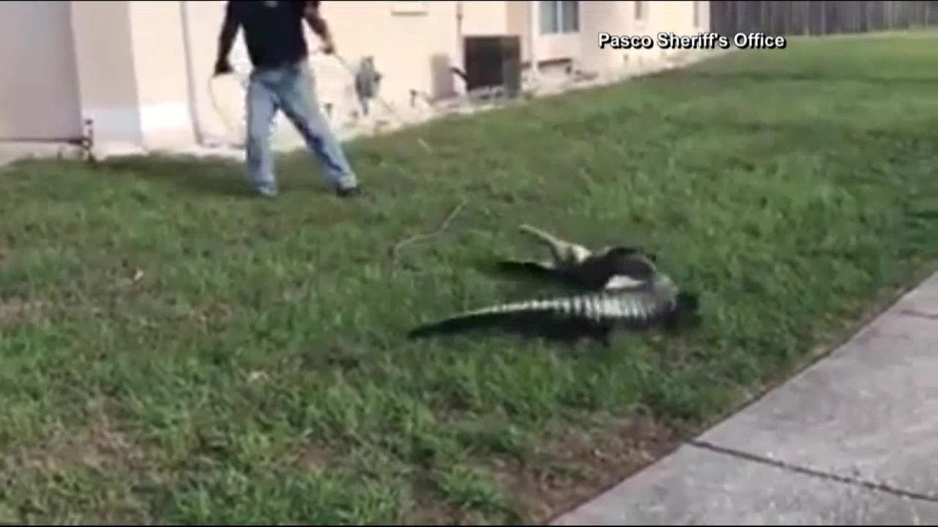 WATCH: Deputies wrangle big alligator in Florida neighborhood 