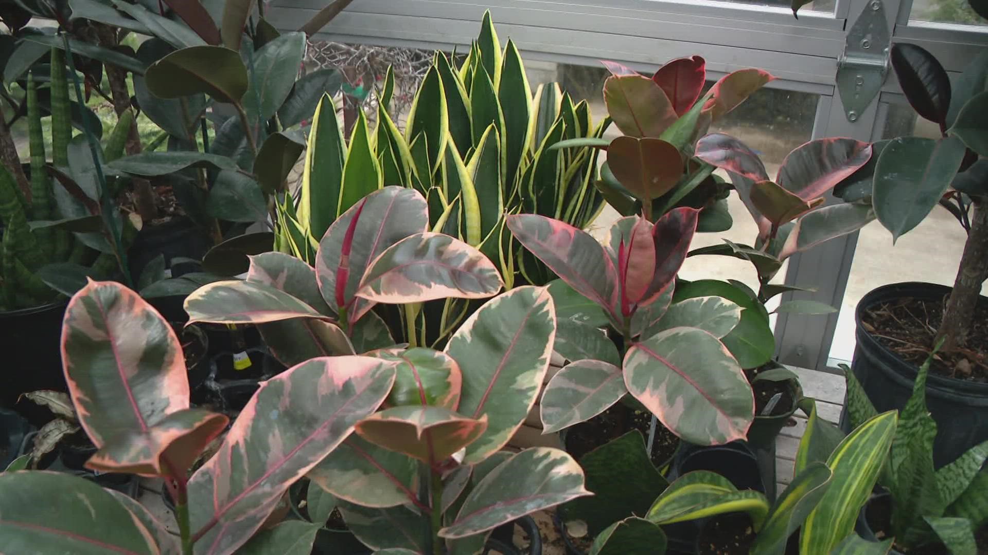 While spending more time indoors during the winter, you may want to focus some of that time tending to your house plants.