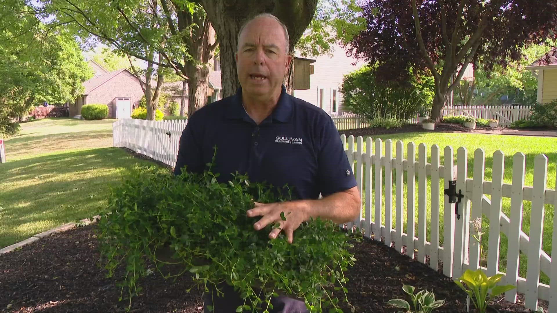 From mulch beds to plants, Pat Sullivan has tips on how to add beauty to your lawn in areas grass won't grow.