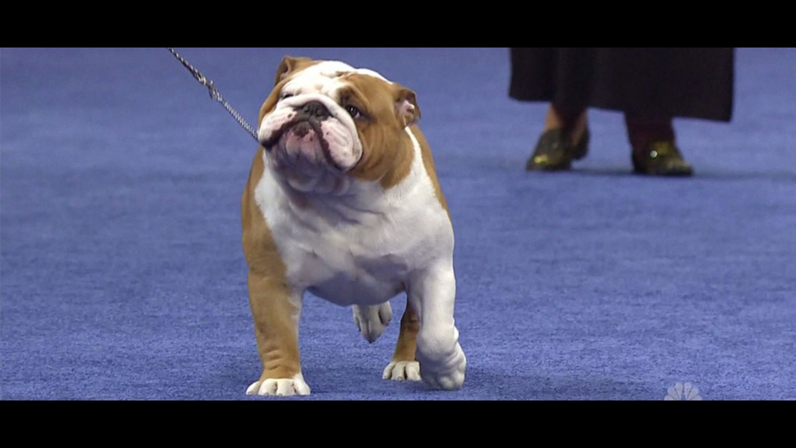 what dog was best in show 2019