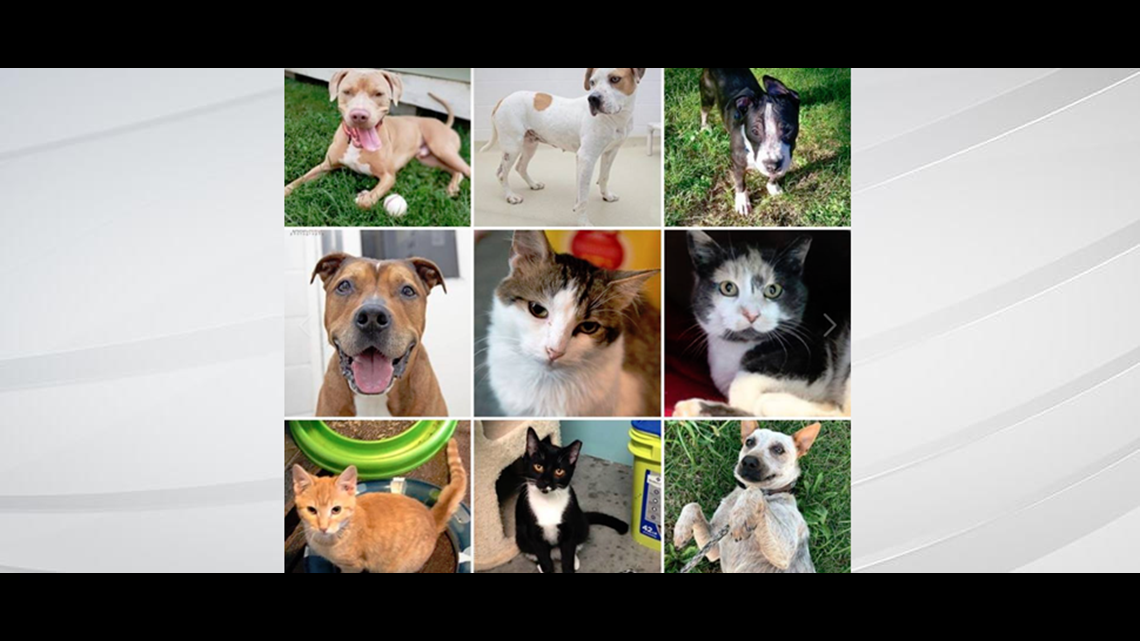 Adopt a pet for cheap this weekend at Indy Mega Adoption Event