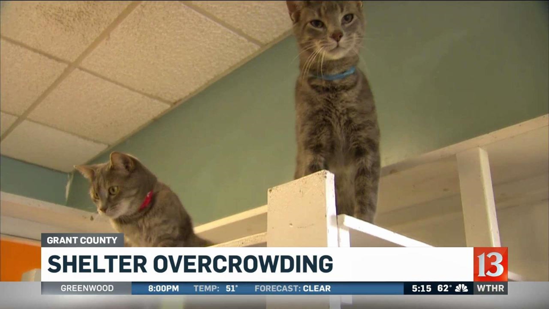 Central Indiana animal shelter way over capacity