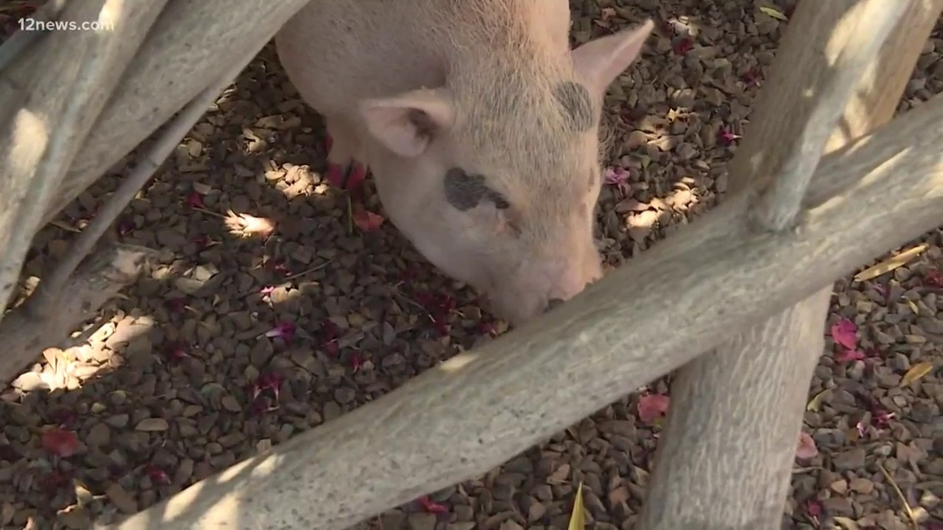 Pit bull and pig looking for new home together