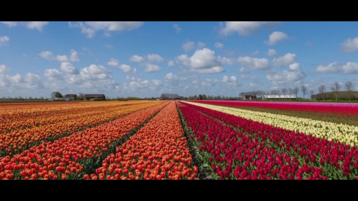 A tulip field is opening in the San Antonio area in February