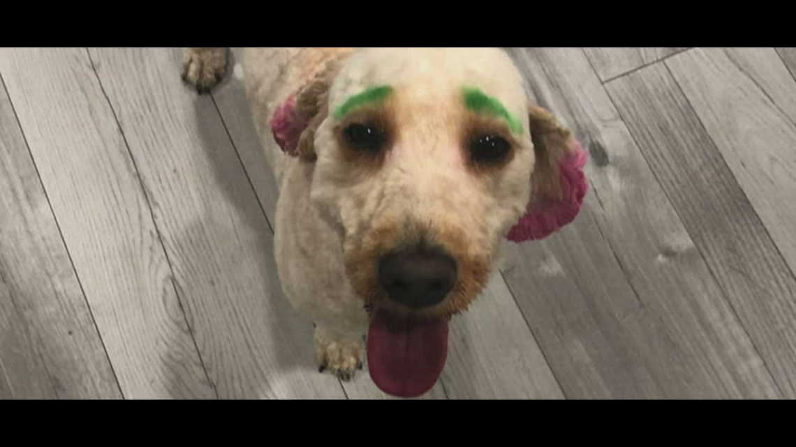 Owner shocked to find dog's fur dyed by groomer