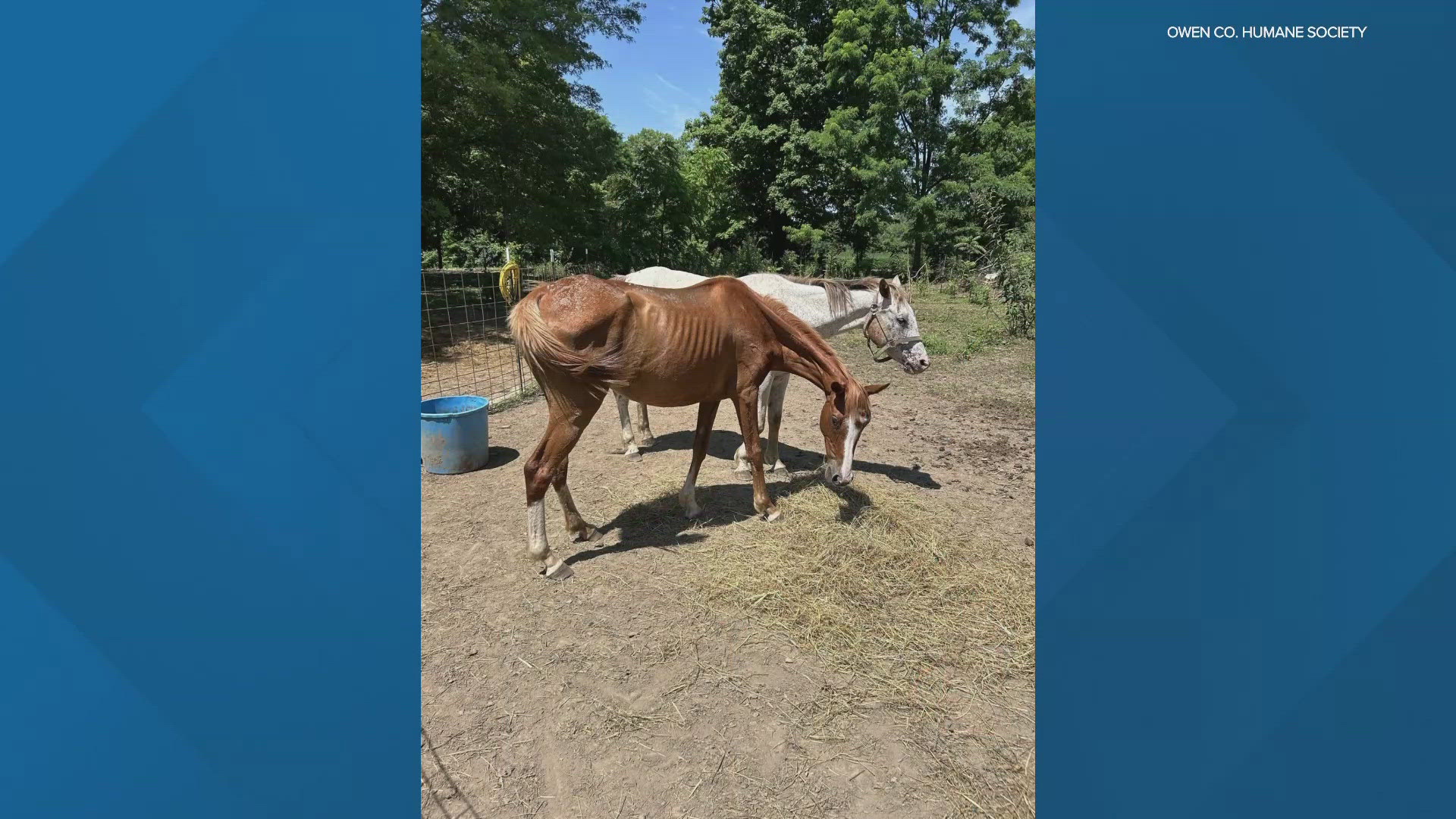 The Owen County humane Society shared pictures from the house that shows several animals in bad condition.