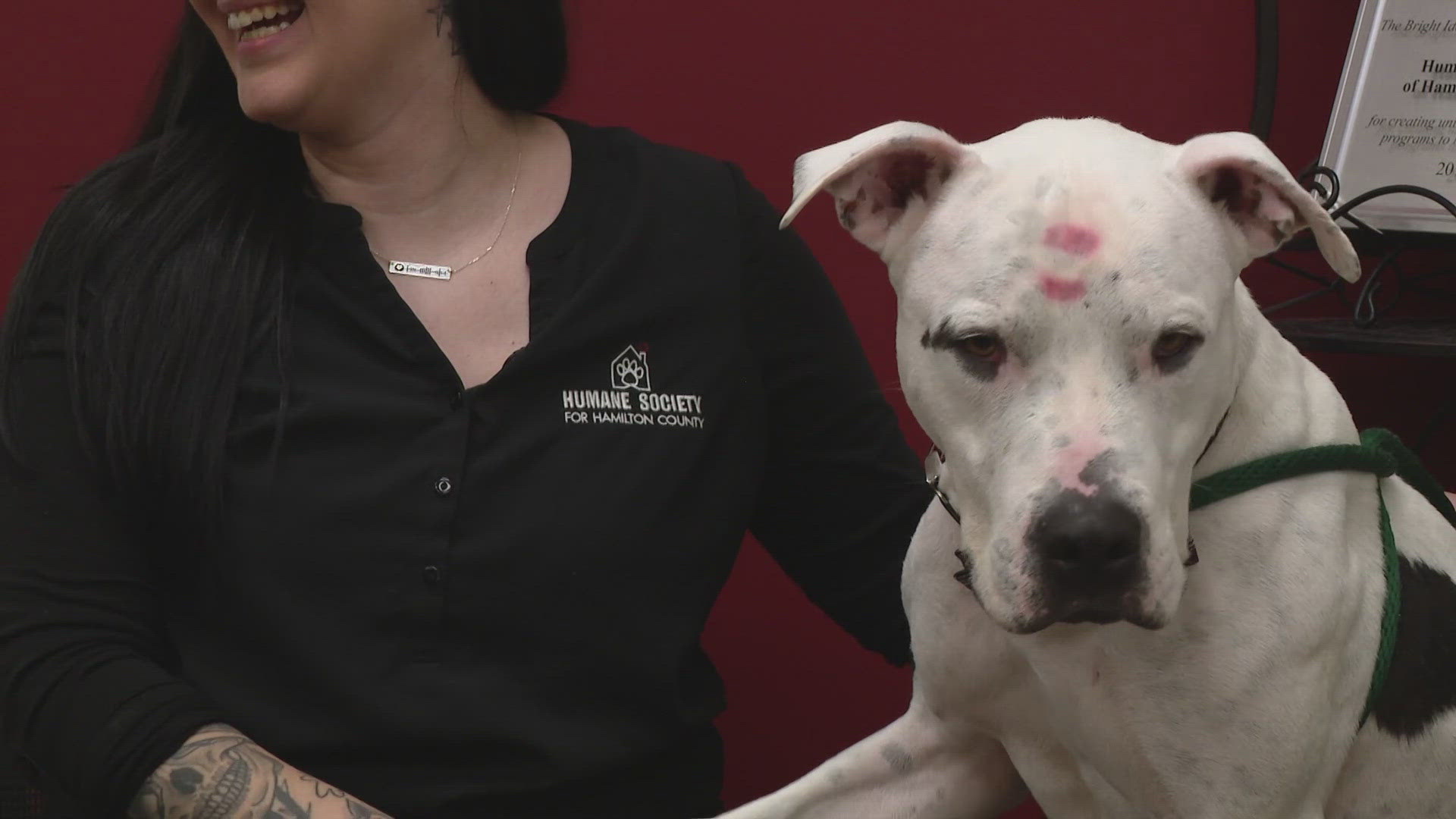 The shelter tells 13News reporter Karen Campbell it prides itself on being a no-kill shelter, but the overcrowding situation has become dire.