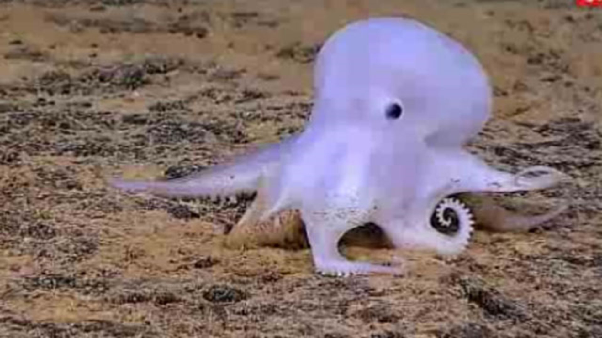 New Species Dubbed Ghost Octopus Sighted Off Hawaii Coast 1341