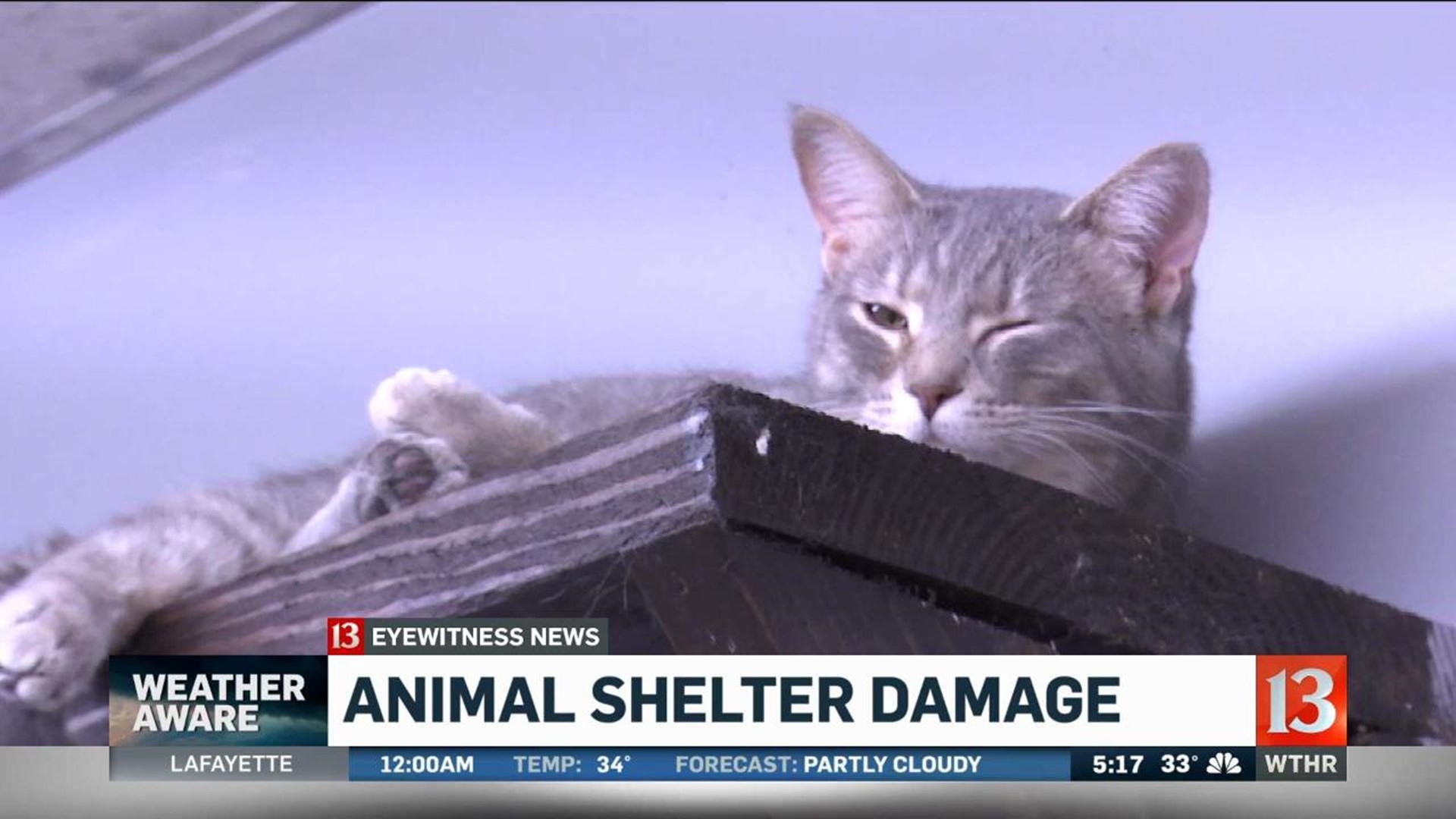 Animal shelter flooded after record-breaking rain 