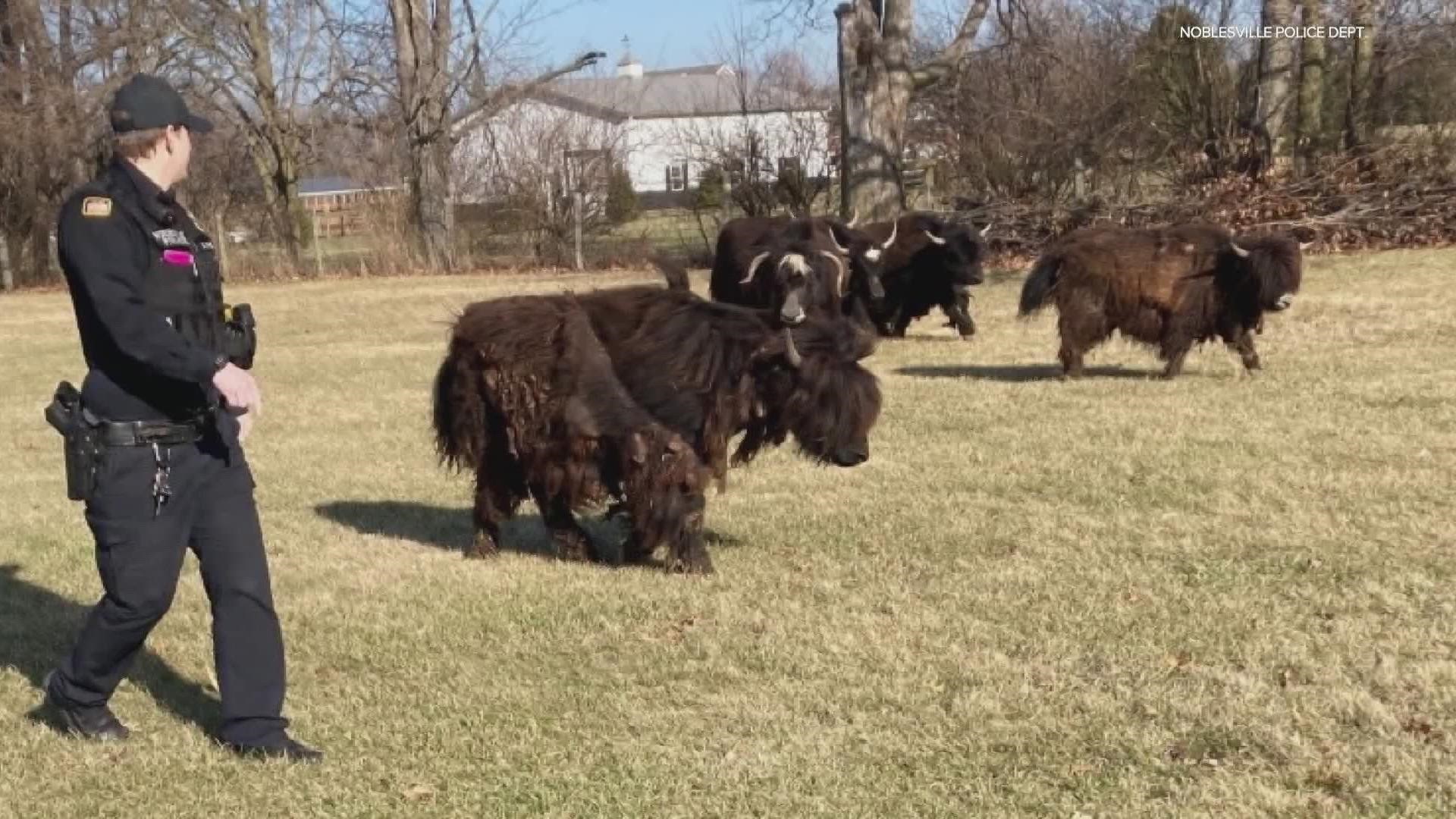Some yaks on the loose in Noblesville today.  Police shared these pictures of them - calling them bison at first.