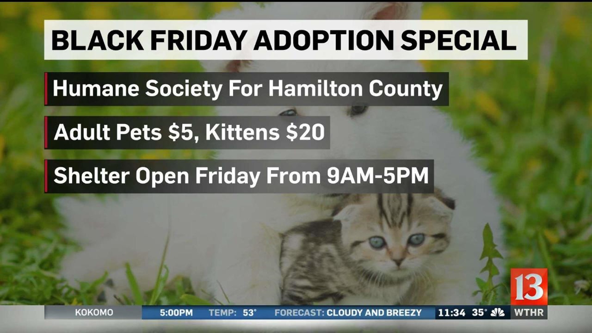 Hamilton County Black Friday Adoption Special