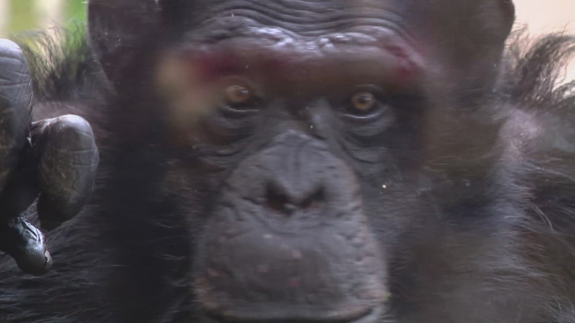 New International Chimpanzee Complex With 21 Chimps Opening Today At