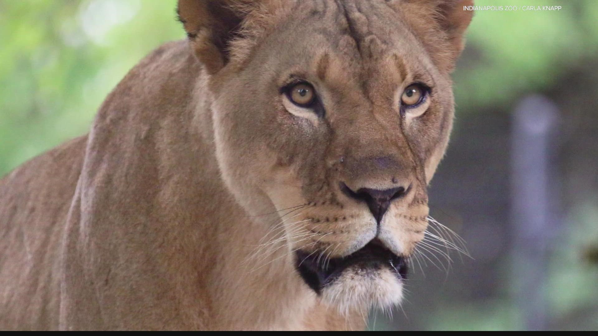 Two lions at the Indianapolis Zoo are recovering after testing positive for COVID.