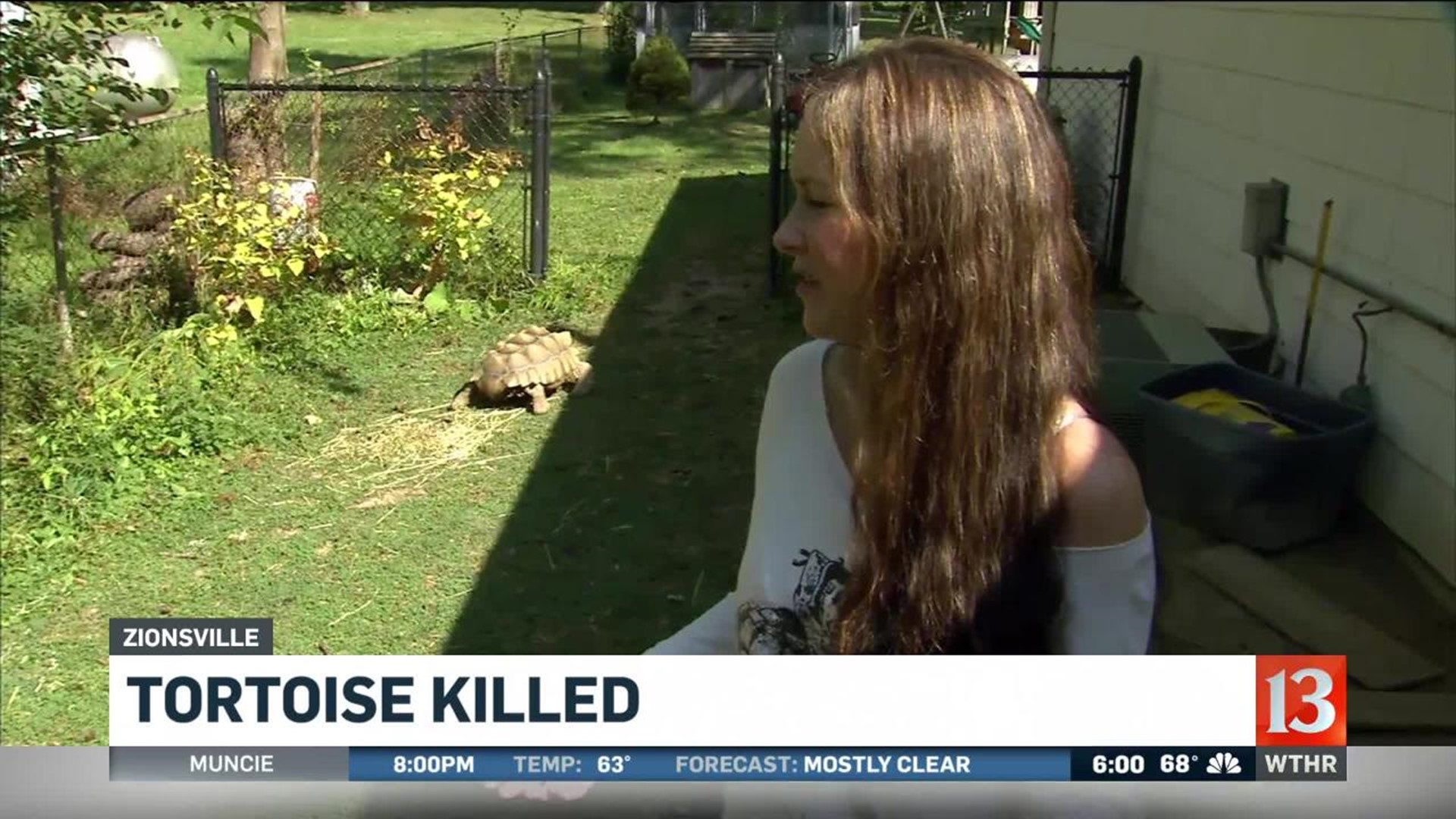 Tortoise killed