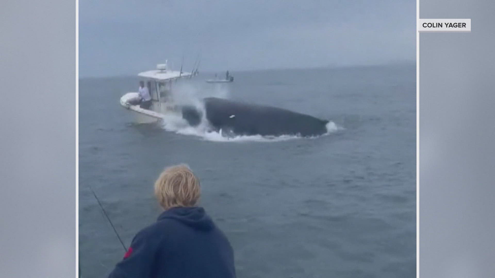 NBC'S Emilie Ikeda reports on Dramatic Video Shows Whale Slamming Boat & Toppling Two Fishermen Who Were Rescued By Teens.