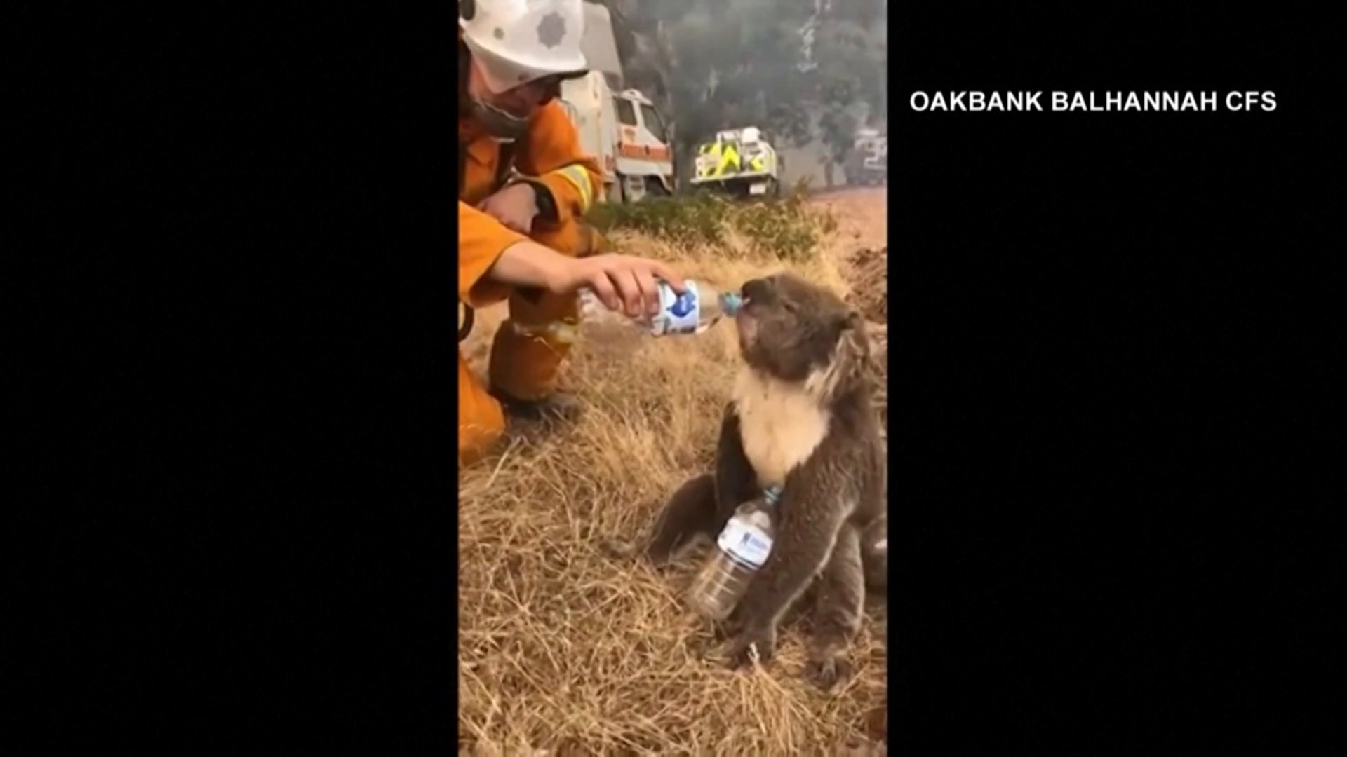 Fireman helps koala