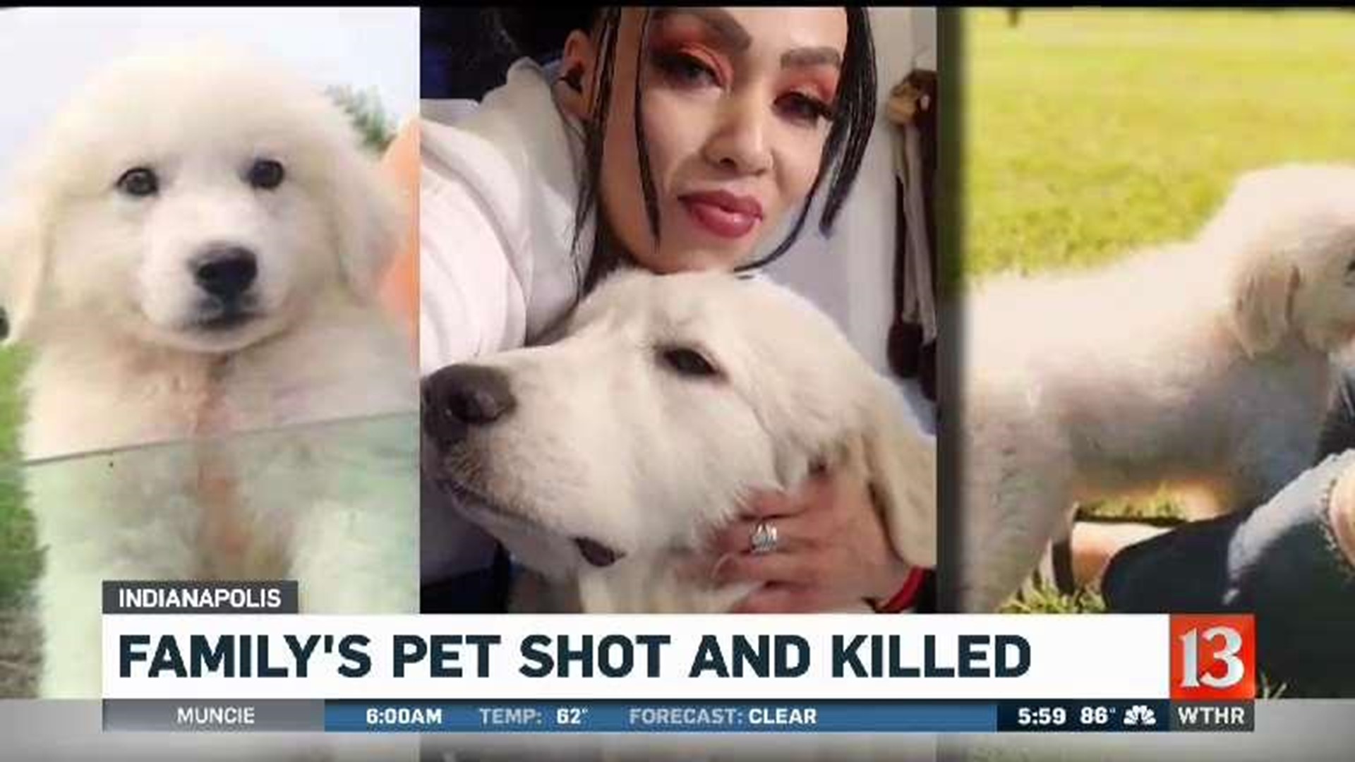 Family's pet shot and killed