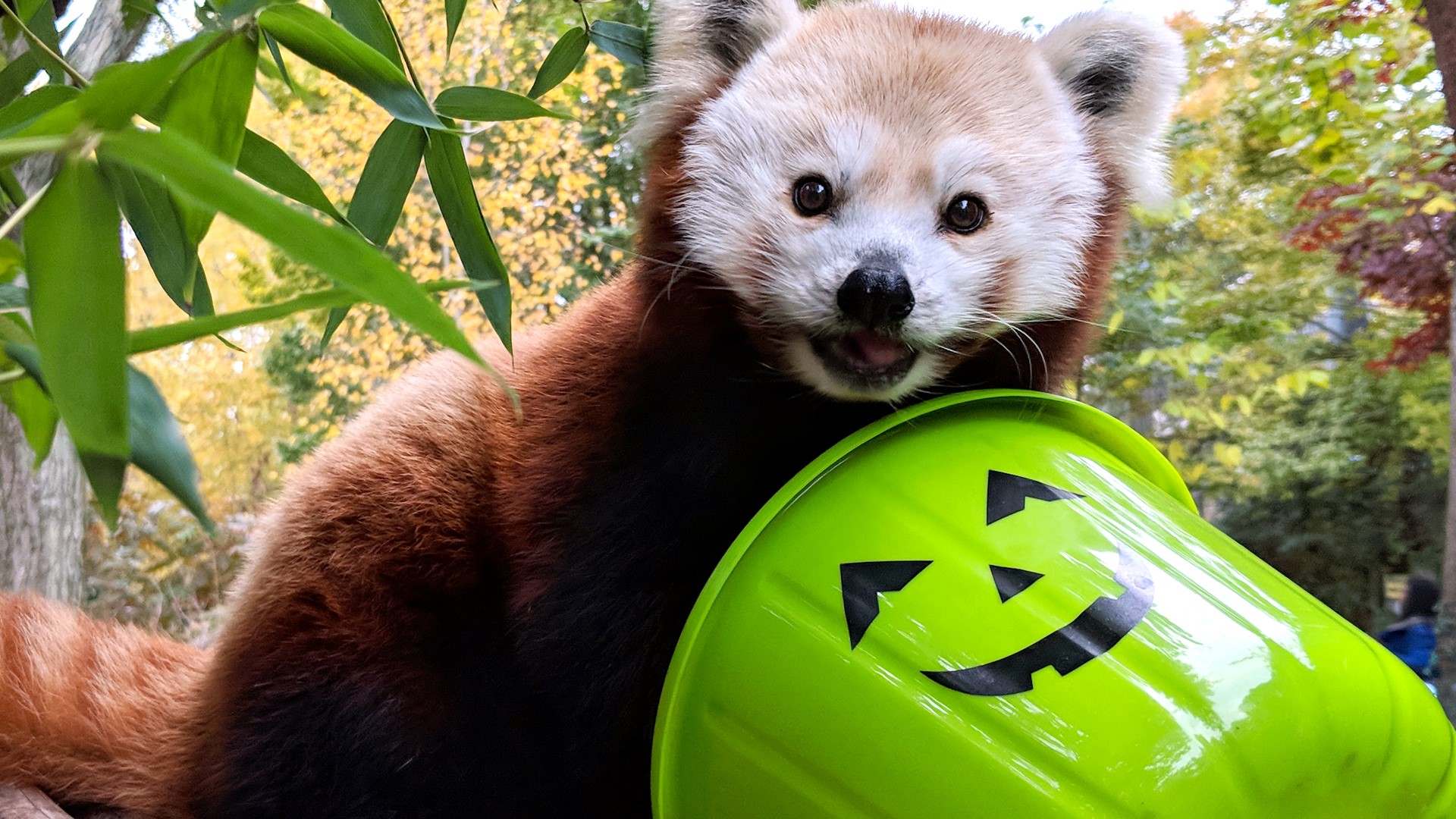 Indianapolis Zoo's ZooBoo kicks off Oct. 7