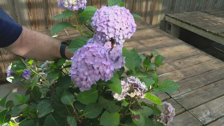 How to take care of hydrangeas | Pat Sullivan’s tips