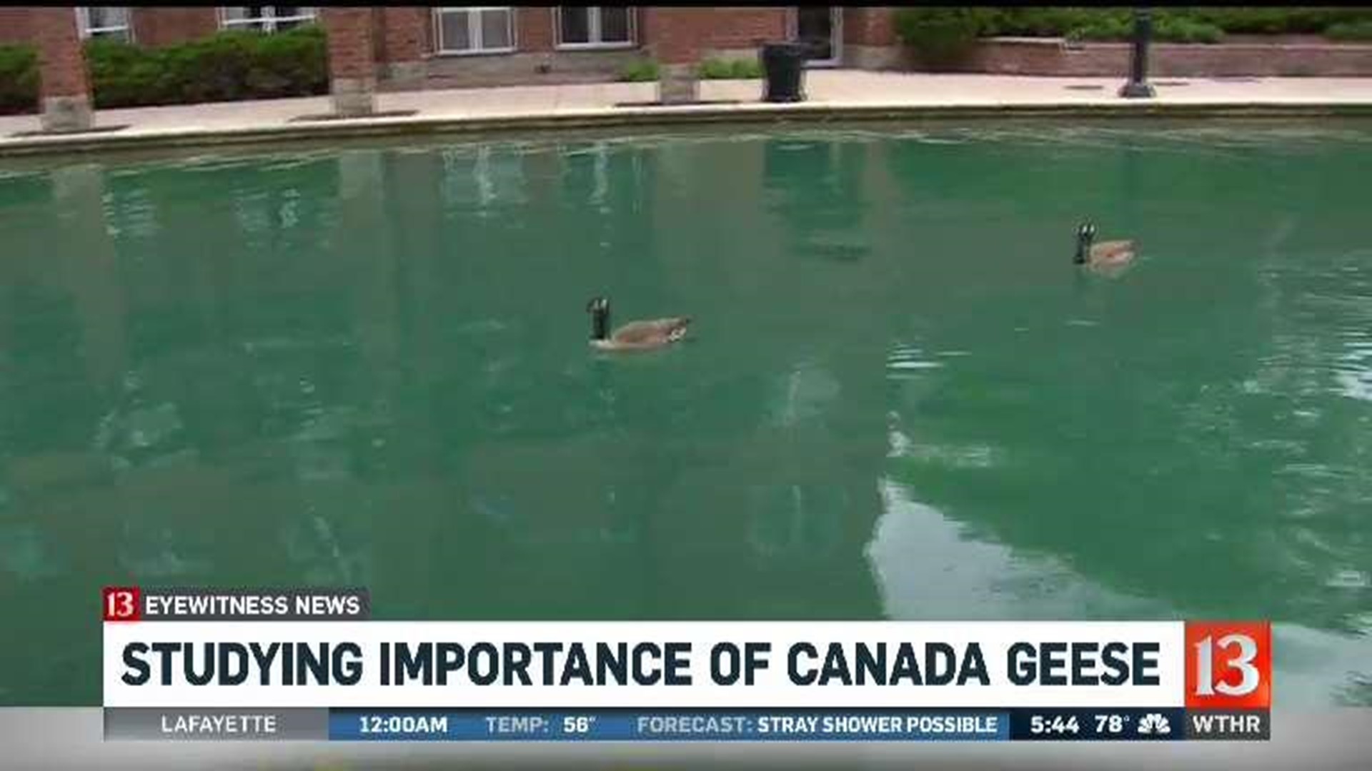 Studying importance of Canada geese