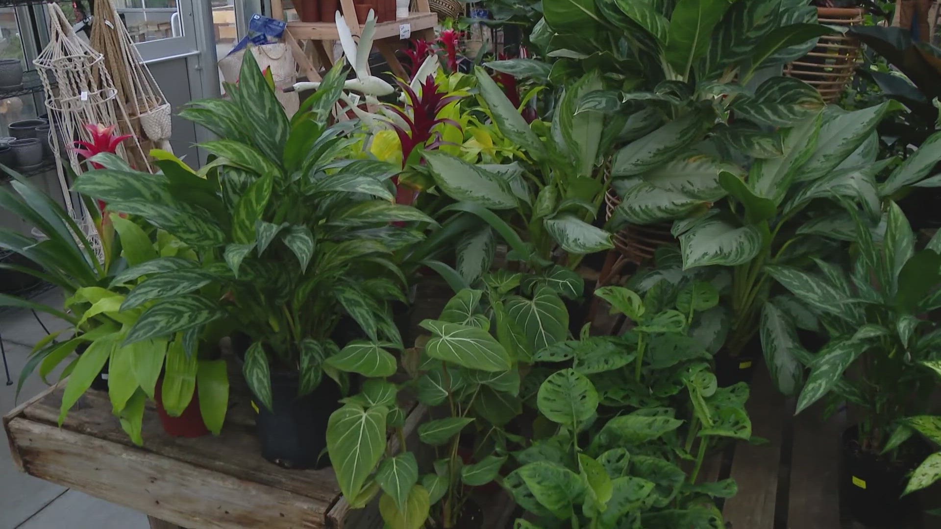 Pat Sullivan, from Sullivan Hardware and Garden, shares tips on how to care for indoor house plants during the winter.