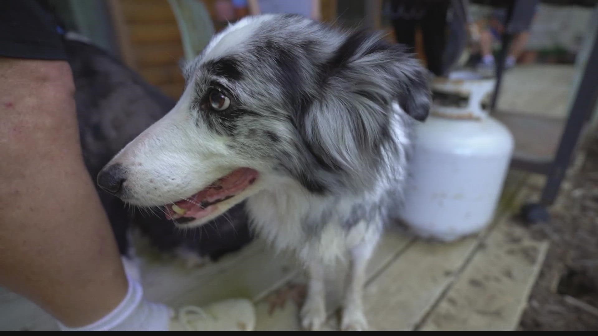 Clancy's Dream works to help Border Collies in times of need.