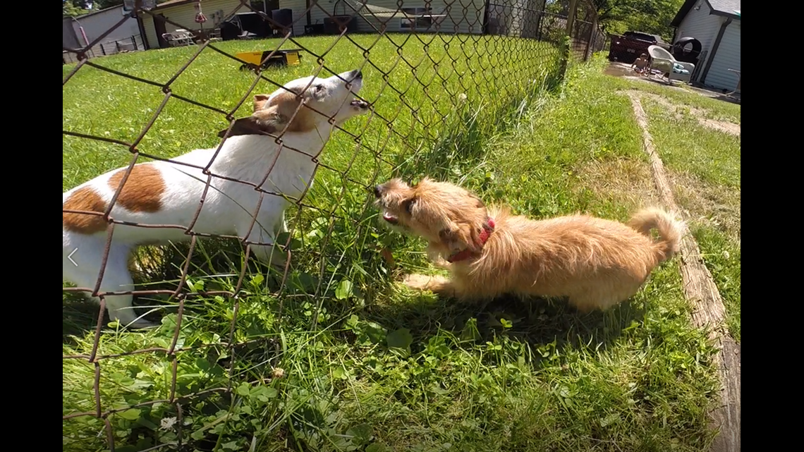 neighbor dog bark control