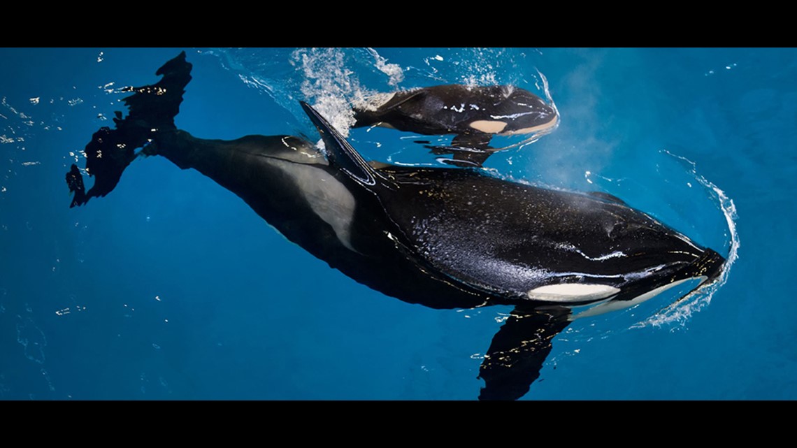 SeaWorld San Antonio welcomes 40-year-old dolphin