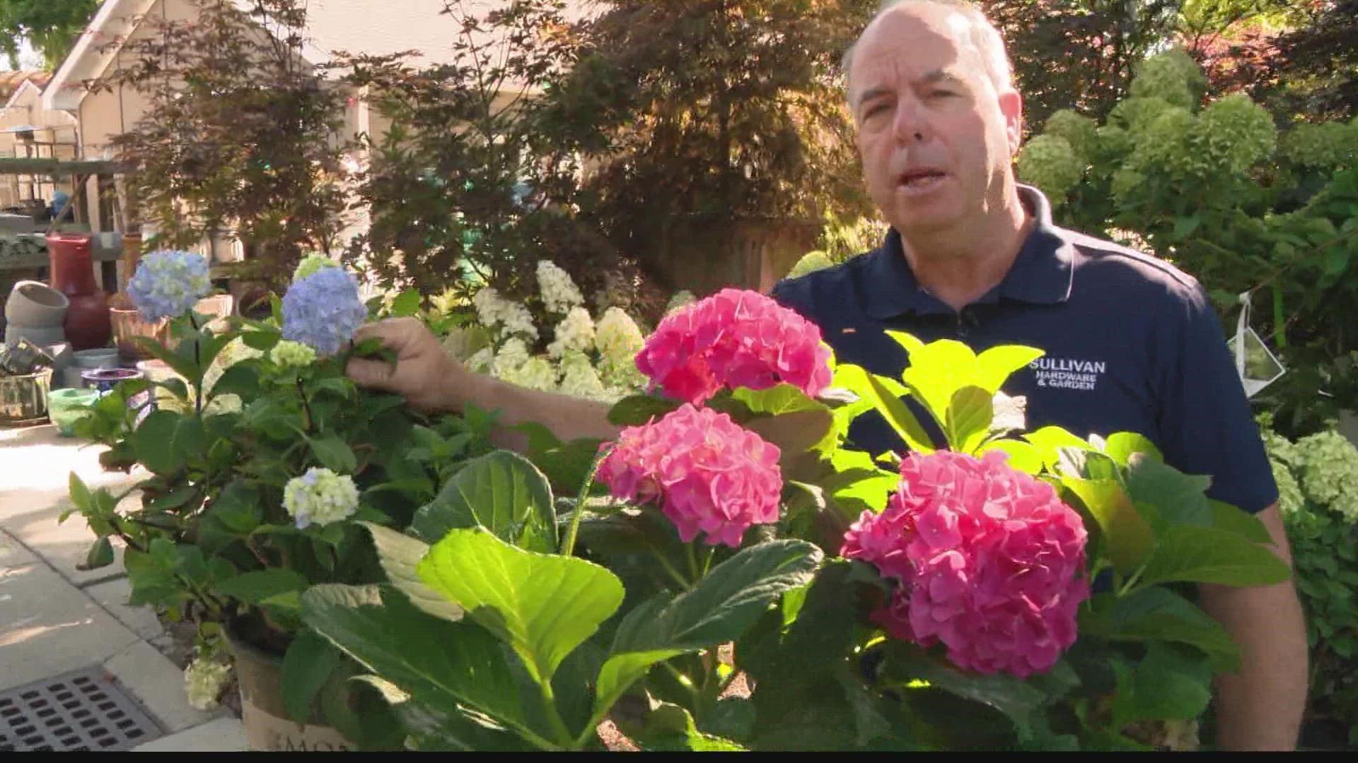 Pat Sullivan talked about hydrangeas and how to take care of them on 13Sunrise.