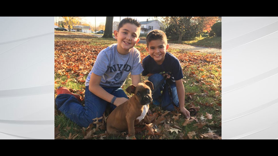 Family Gets To Adopt Boxer Puppy To Replace Their Beloved Pet Thanks To Complete Stranger Wthr Com