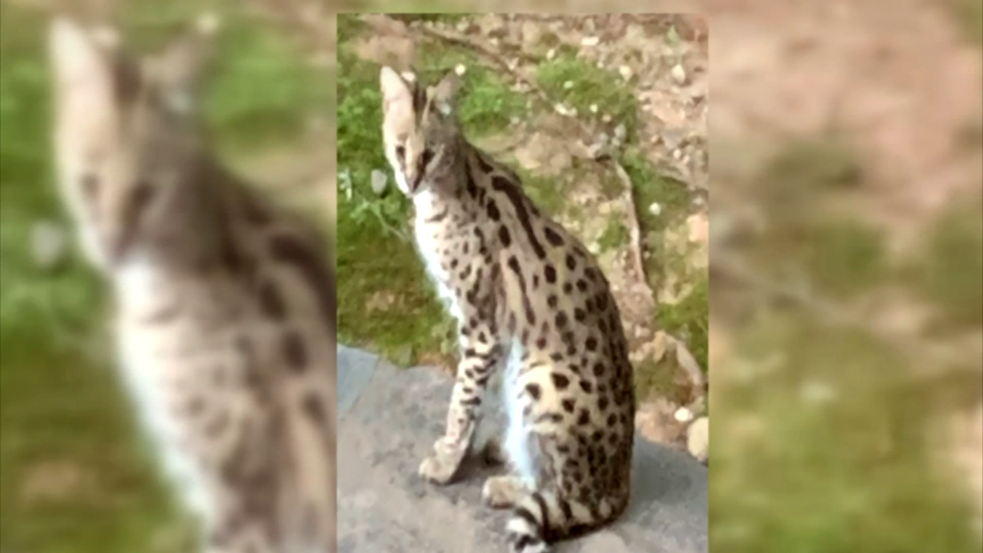 A Georgia woman was in for a rude awakening when she discovered a serval in her bedroom.