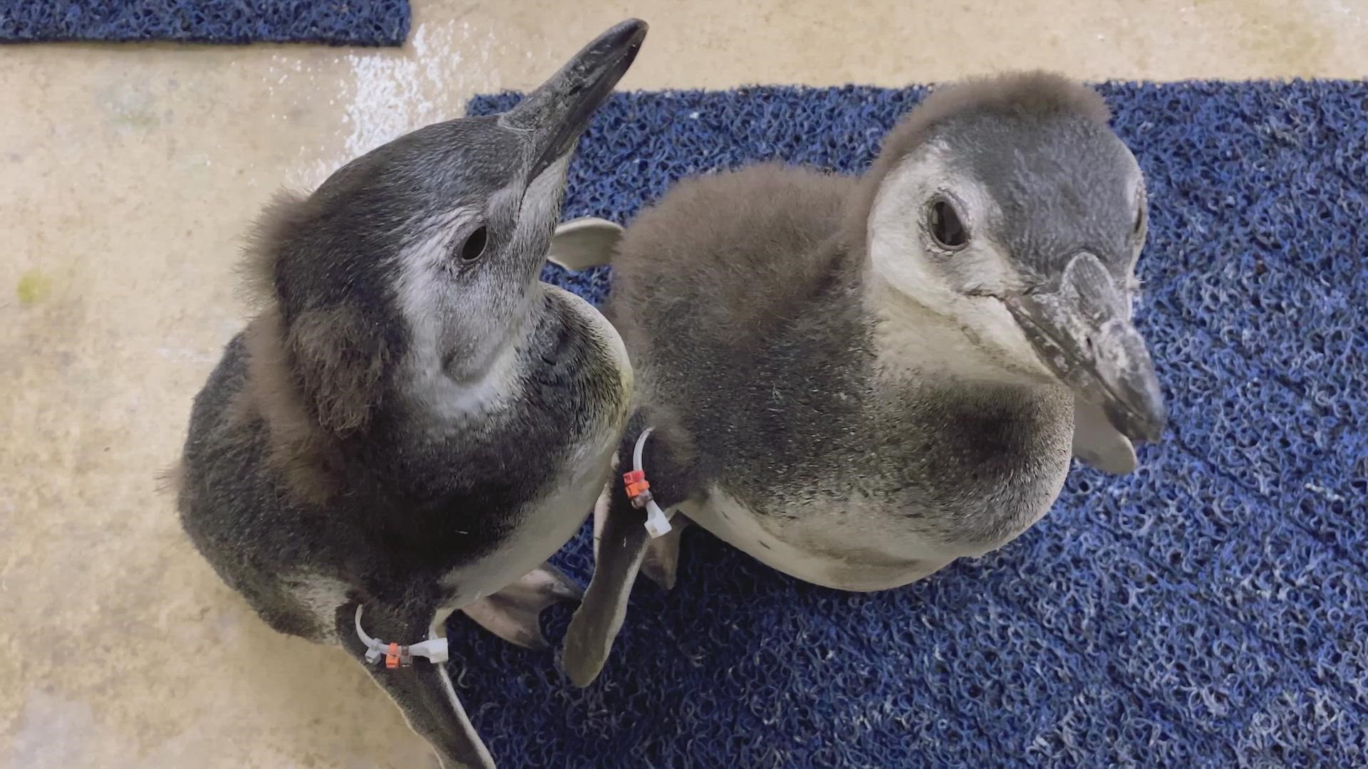 Shedd Aquarium shared two videos of its four penguin chicks taking their first swim.