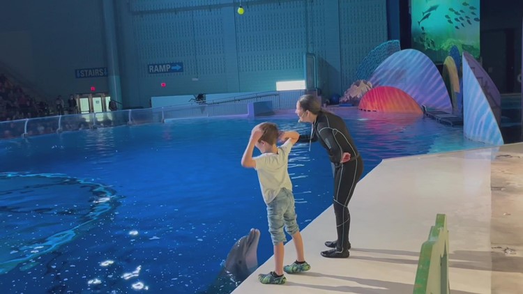 WATCH: Navy father surprises 9-year-old son at Indianapolis Zoo dolphin show
